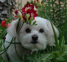Pin By Mex Kutsal On Animal Cuteness Maltese Dogs Maltese Puppy Dogs