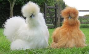 5 Spesies Ayam Paling Unik Dan Langka Di Dunia Blog Unik