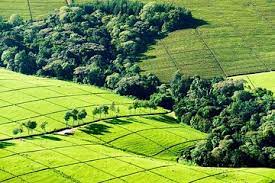 Most tea produced in kenya is black tea, with green tea, yellow tea, and white tea produced on order by major tea producers. The Top 10 Nairobi Coffee Tea Tours W Prices