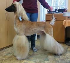 Afghan Hound Af Afghan Hound Dog Grooming Salons Dog Groomers