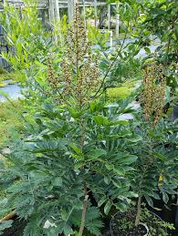 Image result for Deinbollia