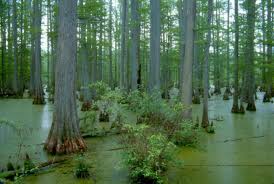 We did not find results for: The Wetlands Gallery
