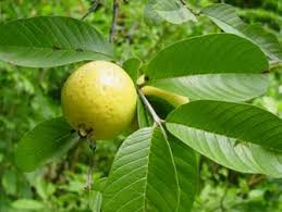 Daun jambu biji banyak digunakan mengobati diare karena senyawa antibakterinya yang kuat, yang dapat mencegah pertumbuhan bakteri. 5 Manfaat Daun Jambu Akhir Zaman Dot Org