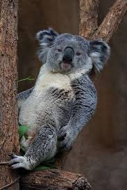Although a koala is called a marsupial bear, or an australian bear, due to some external similarity, it has nothing common with real bears. Koala Scheduled Via Http Www Tailwindapp Com Utm Source Pinterest Utm Medium Twpin Utm Content Post330463 Utm Cute Animals Cuddly Animals Animals Beautiful