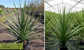 The dramatic late summer flower spike of cordyline australis (cabbage palm) has now produced small white fruit. Cordyline Australis New Zealand Cabbage Tree Garden Plants Online