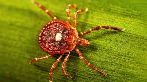 Man Dies From Red Meat Allergy Caused by Tick Bites