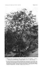 Image result for Harpachne schimperi