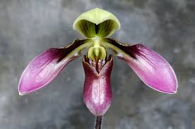 Image result for Paphiopedilum