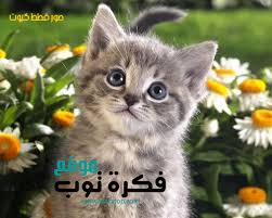 أجمل صور قطط كيوت hd في العالم 2019 4 cats animals