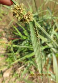 Image result for Fuirena ciliaris