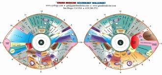 Iridology Chart Overlay Iriscope Iridology Camera