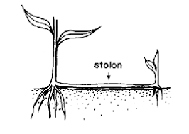 Image result for Ranalisma