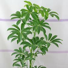 This indoor tree needs bright indirect light and prefers its soil on the drier side. Schefflera Arboricola Schefflera Arboricola Schefflera Schefflera Tree