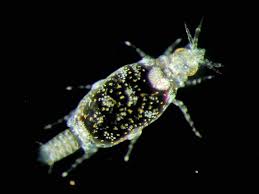 Image result for Gnidia inconspicua