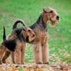 Getting a new puppy creates a lot of excitement, from the time you get on the buyers list until the day you actually bring your puppy home. Https Encrypted Tbn0 Gstatic Com Images Q Tbn And9gctw3txqhlwha3edyfuxgww90v7djivacf4w7vxr5ro Usqp Cau
