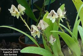 Image result for Polystachya galeata