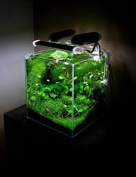 How to set up a freshwater planted aquarium fish tank aquascape on a small budget. Nature Aquarium Aquascaping Planted Aquariums Aqua Design Nature Aquarium Aquascape Aquarium Aquarium Design