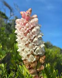 Image result for Satyrium