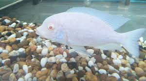 Join this channel to get access to perks: Albino Blue Dolphin Cichlid Ban Phaeo Cichlids Farm Facebook