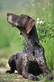 dk deutsch kurzhaar german shorthaired pointer vorstehhund jagdhund jagdhundefotos jagdhundefotografie juliakauer jagd jagdhund vorstehhund hunde fotos
