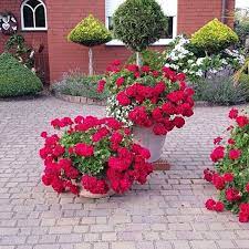 Check spelling or type a new query. Tanaman Hias Tahan Panas Geranium Bunga Merah Geranium Patriot Bright Shopee Indonesia