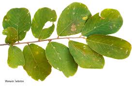 Image result for Bridelia mollis