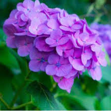 Edith I. Musser Obituary