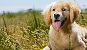 Why Does My Dog Smell Like Fish Golden Puppy Retriever Puppy Golden Retriever Funny
