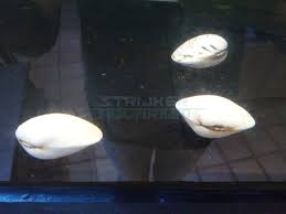 bivalvia sp snow white mossel snow white slakken garnalen kreeften strijker aquarium aquariumvissen kreeften aquarium