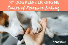 My Dog Won T Stop Licking Me Causes Of Excessive Licking