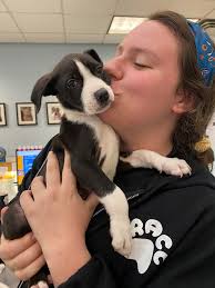 🌟🌟ADOPTED🌟🌟 This puppy needs a home ASAP! Why you ask? Because he  screams so loud and for so long we can't think straight! No joke-this puppy  was just brought in because, and