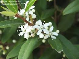 Certain flowering bushes, produce cherries throughout a season, which adds up to their value. Plant Identification Closed Hedge Shrub Plant With White Flowers Id 5 By Rosinabloom