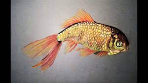 dessin d un poisson realiste draw realistic fish youtube coloriage princesse disney gothique