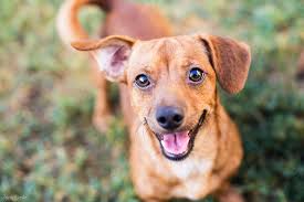 From puppies to senior dogs, purebreed dogs to mutts and easy to train pets to bad dogs, check out our dog section for video, our dog breed selector and more. Are Dogs Really Smiling At Us Live Science