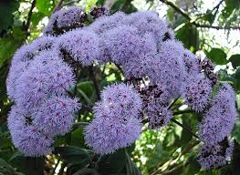 Image result for Bartlettina