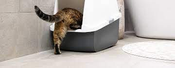 Blood In Cat Poo What Does It Mean Purina