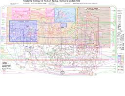 Systems Biology Of Human Aging Network Model