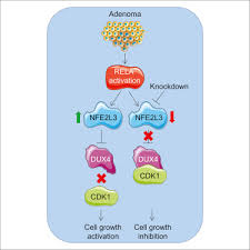 It used to be more common in younger cats who were infected with feline leukemia. Nfe2l3 Controls Colon Cancer Cell Growth Through Regulation Of Dux4 A Cdk1 Inhibitor Sciencedirect