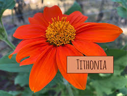 Image result for Tithonia
