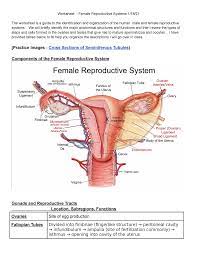 Female Reproductive Systems Worksheet Tuesday Week 3 W21 Worksheet Female Reproductive Systems Studocu