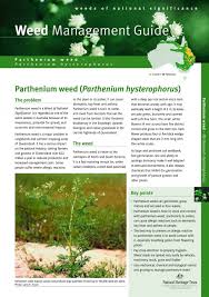 Image result for Parthenium