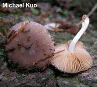 Image result for Bolbitius sp.