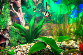Maybe you would like to learn more about one of these? Using Bleach To Clean Your Aquarium