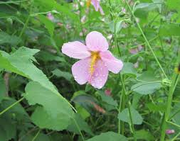 Image result for Kosteletzkya grantii