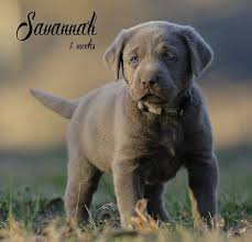 Silver Labrador Breeders Silver Lab Puppies Charcoal Lab Puppies Tennessee Lab Puppies Silver Lab Puppies Charcoal Lab Puppies