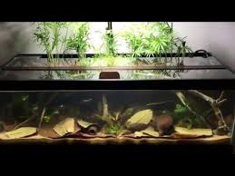 Blackwater Paludarium Youtube Blackwater Aquarium Building