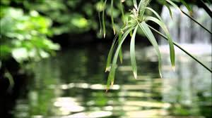 15 Minute Meditation Timer Zen Meditation Music Sounds Of Nature Chimes And Wooden Flute Youtube