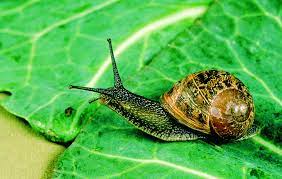 You can keep snails out of a vegetable garden simply by sprinkling diatomaceous earth around the plants or employing the kitchen salt shaker to dehydrate. Snail And Slug Control Agriculture And Food