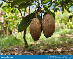 Image result for Manilkara zapota