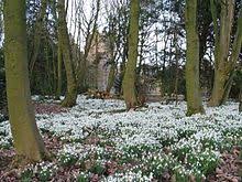 Prestigeflowers.co.uk has been visited by 10k+ users in the past month List Of Early Spring Flowers Wikipedia